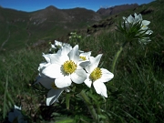 13 in fiore...